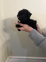 Timmy, a male Yorkipoo for sale in Greensboro, NC – Photo 3 of 3