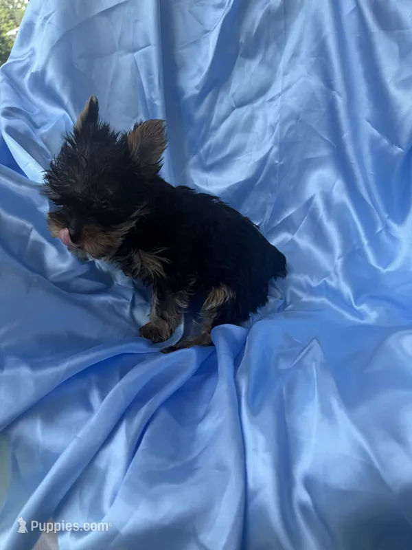 Ralphie – Yorkshire Terrier puppy for sale in Greensboro, NC