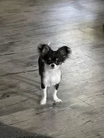 Rue, a female Chihuahua for sale in Greensboro, NC – Photo 2 of 3