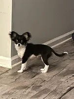 Rue, a female Chihuahua for sale in Greensboro, NC – Photo 1 of 3