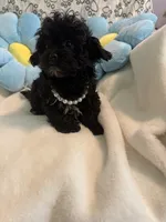 Miley, a female Peekapoo for sale in Greensboro, NC – Photo 3 of 3