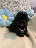 Miley, a female Peekapoo for sale in Greensboro, NC – Photo 2 of 3