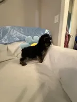 Ralphie, a male Yorkshire Terrier for sale in Greensboro, NC – 2 of 2