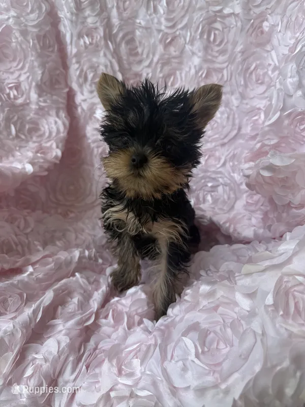 Baby Millie – Yorkshire Terrier puppy for sale in Greensboro, NC