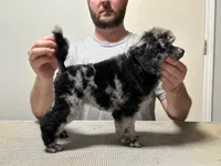 Bluey, a female Poodle - Miniature  for sale in Greensboro, NC – 4 of 5