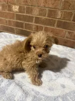 Lana, a female Yorkipoo for sale in Greensboro, NC – 3 of 4