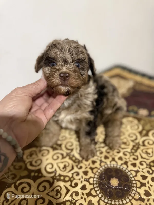 Chip – Yorkipoo puppy for sale in Greensboro, NC