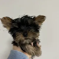 Peanut akc, a male Yorkshire Terrier for sale in Greensboro, NC – Photo 3 of 5