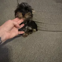 Peanut akc, a male Yorkshire Terrier for sale in Greensboro, NC – Photo 4 of 5