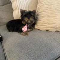 Peanut akc, a male Yorkshire Terrier for sale in Greensboro, NC – Photo 1 of 5