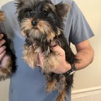 Peanut akc, a male Yorkshire Terrier for sale in Greensboro, NC – Photo 2 of 5