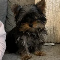 Peanut akc, a male Yorkshire Terrier for sale in Greensboro, NC – Photo 5 of 5