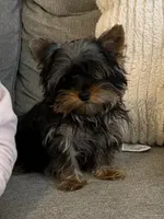 Peanut akc, a male Yorkshire Terrier for sale in Greensboro, NC – Photo 5 of 5