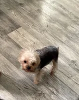 Bella, a female Yorkshire Terrier for sale in Greensboro, NC – Photo 2 of 2