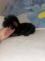 Kevin, a male Yorkshire Terrier for sale in Greensboro, NC – 2 of 5