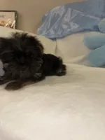 Kevin, a male Yorkshire Terrier for sale in Greensboro, NC – 3 of 5
