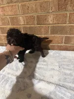 Teeny, a male Yorkipoo for sale in Greensboro, NC – 3 of 4