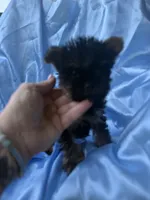 Kevin, a male Yorkshire Terrier for sale in Greensboro, NC – 4 of 4