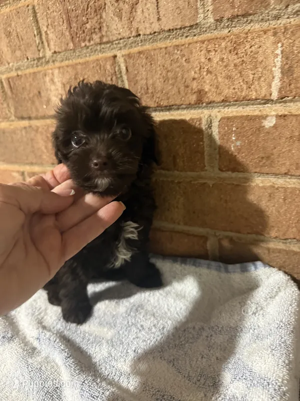 Jimmy  – Yorkipoo puppy for sale in Greensboro, NC