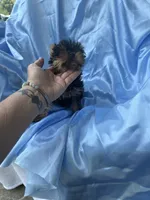 Ralphie, a male Yorkshire Terrier for sale in Greensboro, NC – 2 of 3
