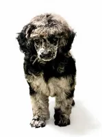 Bluey, a female Poodle - Miniature  for sale in Greensboro, NC – 1 of 5