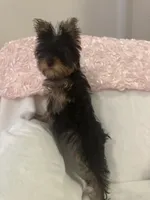 Baby Millie, a female Yorkshire Terrier for sale in Greensboro, NC – 1 of 4
