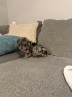 Melvin, a male Yorkipoo for sale in Greensboro, NC – Photo 3 of 3