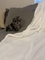 Melvin, a male Yorkipoo for sale in Greensboro, NC – Photo 2 of 3