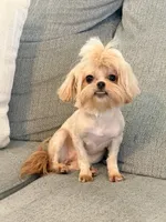 Mini, a female Peekapoo and Poodle - Toy  for sale in Greensboro, NC – Photo 4 of 6