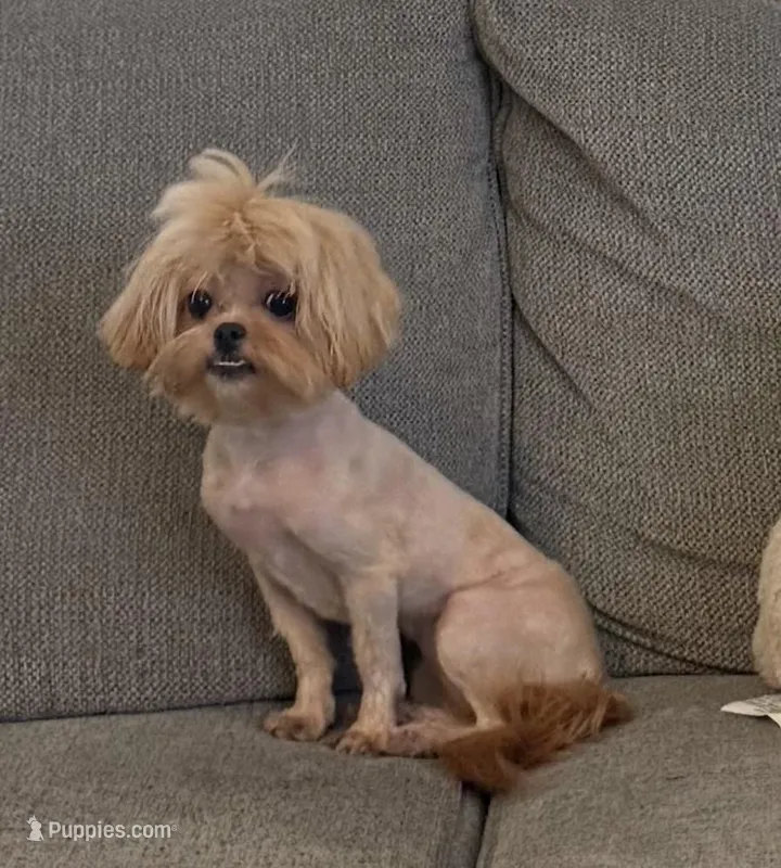 Mini – Peekapoo, Poodle - Toy  puppy for sale in Greensboro, NC