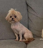 Mini, a female Peekapoo and Poodle - Toy  for sale in Greensboro, NC – Photo 1 of 6