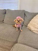 Mini, a female Peekapoo and Poodle - Toy  for sale in Greensboro, NC – Photo 6 of 6