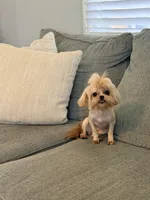 Mini, a female Peekapoo and Poodle - Toy  for sale in Greensboro, NC – Photo 5 of 6