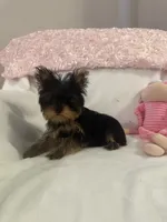 Baby Millie, a female Yorkshire Terrier for sale in Greensboro, NC – 3 of 4