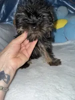 Kevin, a male Yorkshire Terrier for sale in Greensboro, NC – 5 of 5