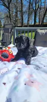 Little man, a male Yorkipoo and Yorkshire Terrier for sale in Greensboro, NC – Photo 2 of 3