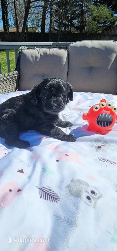 Little man, a male Yorkipoo and Yorkshire Terrier for sale in Greensboro, NC – Photo 1 of 3