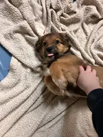 Fern, a female Australian Shepherd and Great Pyrenees for sale in Peyton, CO – Photo 4 of 4