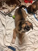 Fern, a female Australian Shepherd and Great Pyrenees for sale in Peyton, CO – Photo 3 of 4