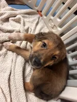 Fern, a female Australian Shepherd and Great Pyrenees for sale in Peyton, CO – Photo 2 of 4