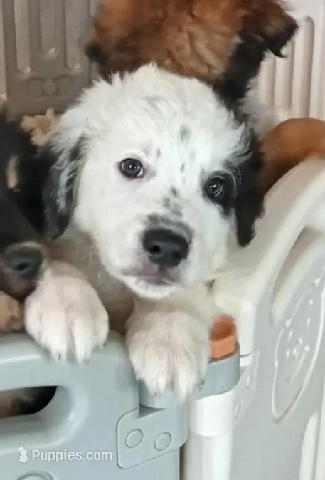 Stone, a male Australian Shepherd and Great Pyrenees for sale in Peyton, CO – Photo 1 of 1