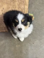 Happy, a male Miniature American Shepherd for sale in Maumelle, AR – 2 of 6