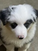 Deacon, a male Miniature American Shepherd for sale in Maumelle, AR – 2 of 5