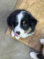 Dopey, a male Miniature American Shepherd for sale in Maumelle, AR – 4 of 4