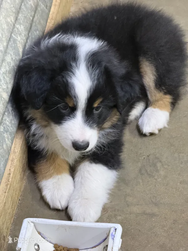 Dopey – Miniature American Shepherd puppy for sale in Maumelle, AR