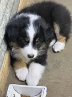 Dopey, a male Miniature American Shepherd for sale in Maumelle, AR – 3 of 4