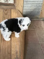 Deacon, a male Miniature American Shepherd for sale in Maumelle, AR – 3 of 5