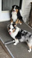 Dopey, a male Miniature American Shepherd for sale in Maumelle, AR – 2 of 4