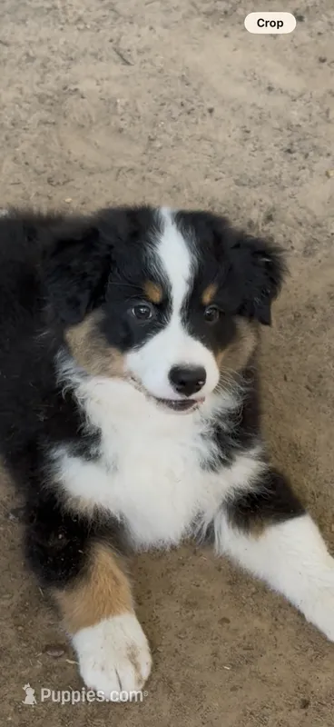 Dopey – Miniature American Shepherd puppy for sale in Maumelle, AR