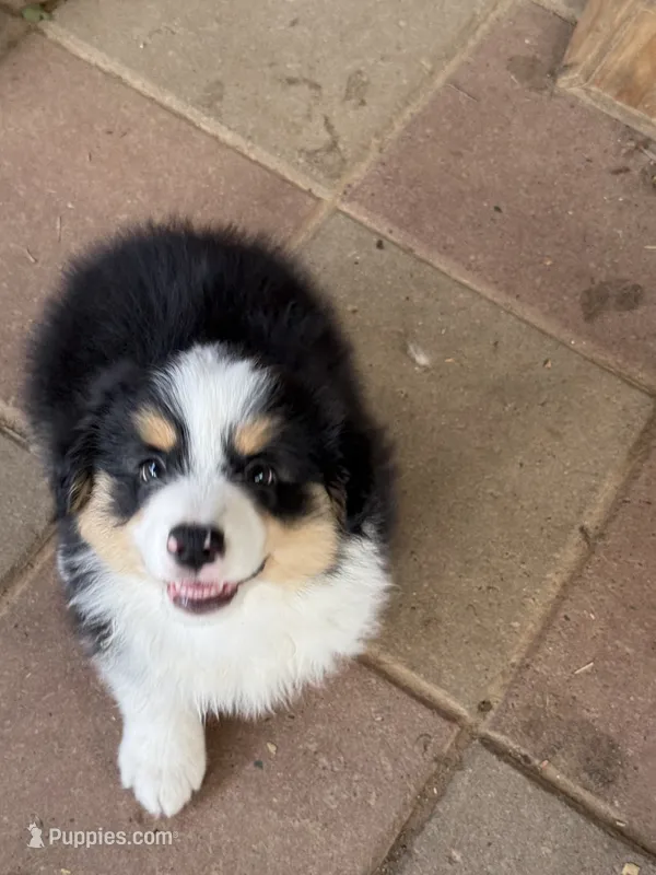 Happy – Miniature American Shepherd puppy for sale in Maumelle, AR